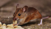 24 Hour & Emergency Exterminators in Shamrock Station, PA